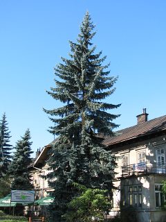 wierk srebrny