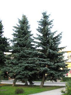 wierk srebrny