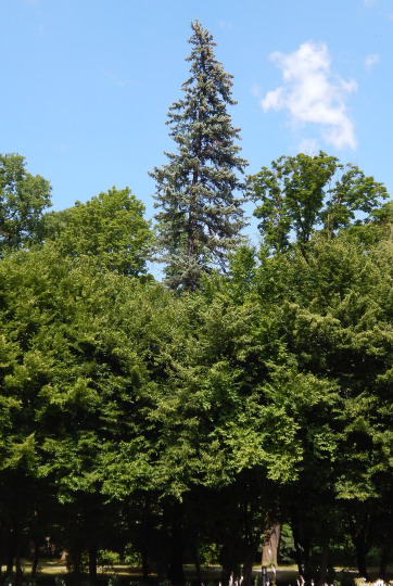 Świerk srebrny - pokrój