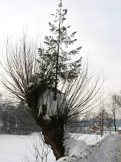 wierk pospolity rosncy na wierzbie