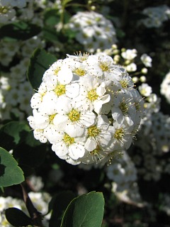 Tawua van Houtte'a - kwiaty