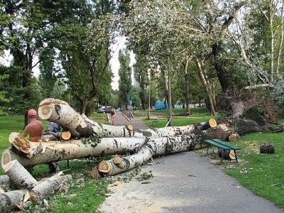 Korzenie topoli biaej
