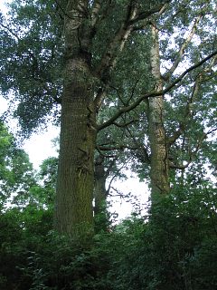 Topole biae