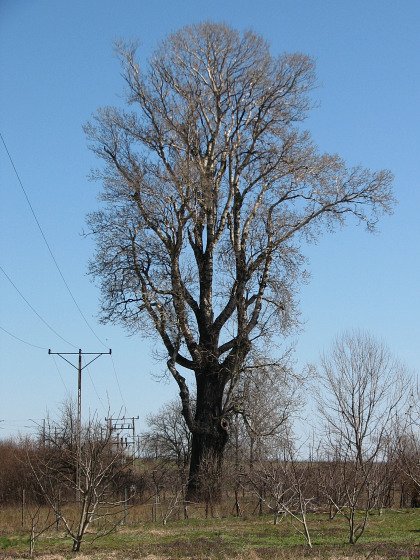 Gigantyczna topola biaa w Glinkach