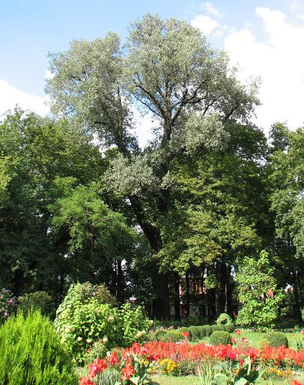 Topola biaa w Parku Zgromadzenia Sistr Albertynek w Krakowie (wys. 35m, obw. pnia 6.08m)