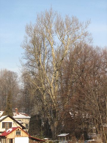 Gigantyczna topola biaa w ywcu