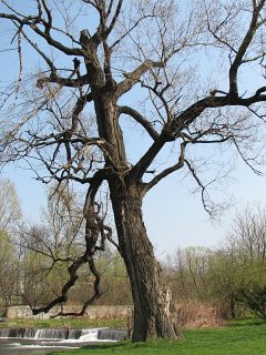Topola czarna - kora