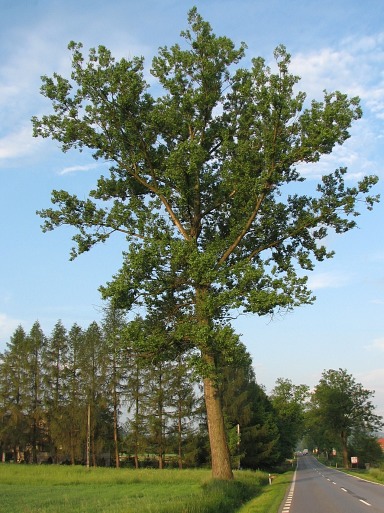 Topola kanadyjska