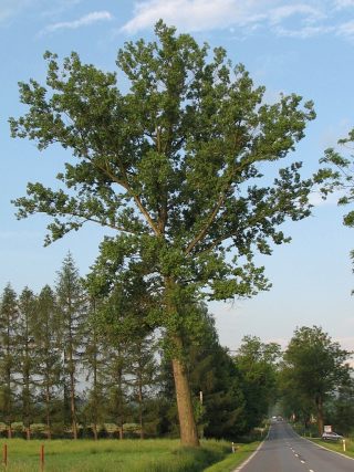 Topola kanadyjska