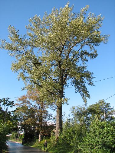 Topola kanadyjska