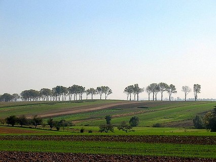 Topole czarne rosnące wzdłuż drogi