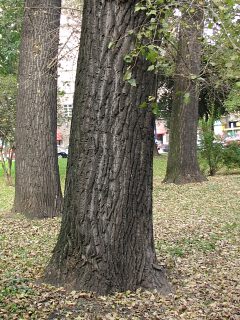 Topola kanadyjska - kora