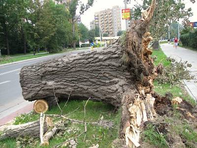 Wywrócona topola kanadyjska