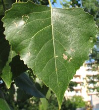 Licie topoli kanadyjskiej, odm. 'Gelrica'