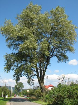 Pokrj topoli kanadyjskiej, odm. 'Marilandica'