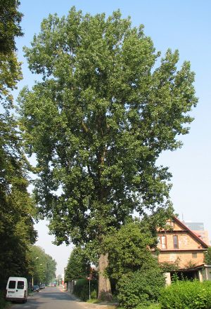 Topola kanadyjska 'Robusta'