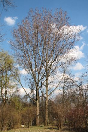 Topola kanadyjska 'Robusta'