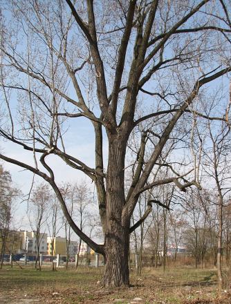 Topola kanadyjska 'Robusta'
