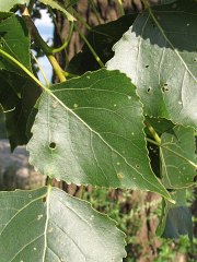 Topola kanadyjska 'Robusta' - licie