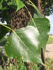 Topola kanadyjska 'Robusta' - licie