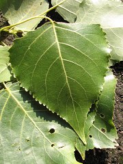 Topola kanadyjska 'Robusta' - licie