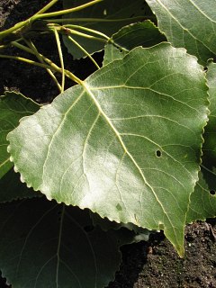 Topola kanadyjska 'Robusta' - licie