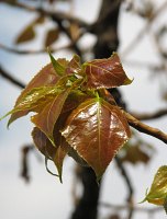 Topola kanadyjska 'Robusta' - mode licie