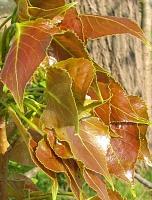 Topola kanadyjska 'Robusta' - mode licie