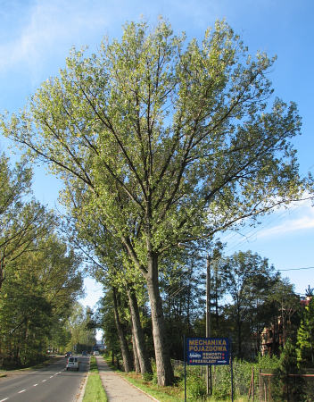 Topola kanadyjska 'Serotina'
