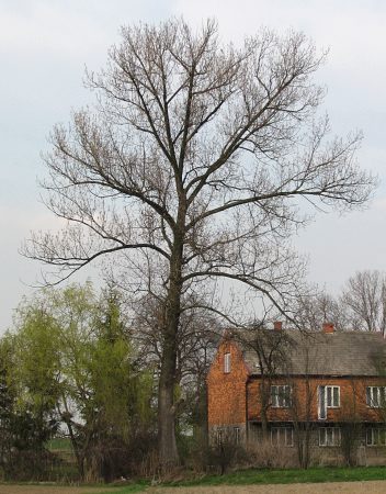 Topola kanadyjska 'Serotina'