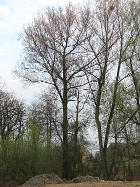 Topola kanadyjska 'Serotina'