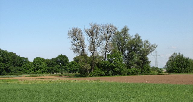 Topola kanadyjska 'Serotina' w maju