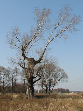 Topola kanadyjska w Chudowie