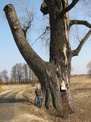 Topola kanadyjska w Chudowie