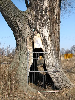 Topola kanadyjska w Chudowie
