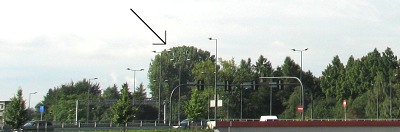 Topola kanadyjska w Sarnowie