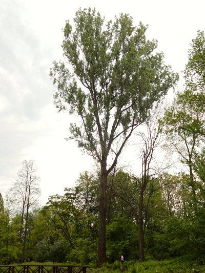 Topola kanadyjska w Ogrodzie Botanicznym w Krakowie