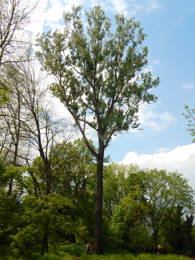 Topola kanadyjska w Ogrodzie Botanicznym w Krakowie