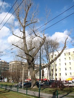 Topola kanadyjska przy DS aczek w Krakowie