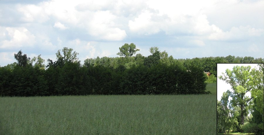 Topola kanadyjska w Sarnowie
