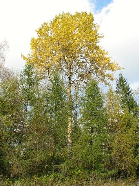 Pokrj topoli osiki
