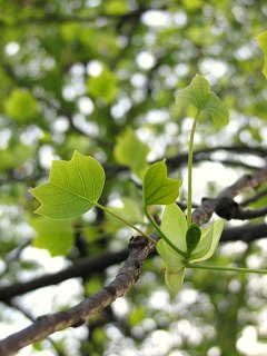 Mode licie tulipanowca amerykaskiego