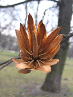 Tulipanowiec amerykaski - owoce