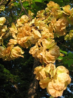 Wiąz polny - owoce