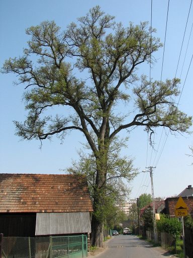 Pokrój wiązu szypułkowego