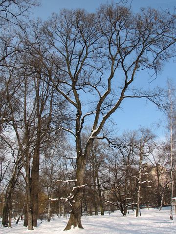 Wiz szypukowy