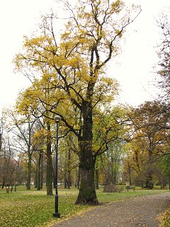 Pokrój wiązu szypułkowego