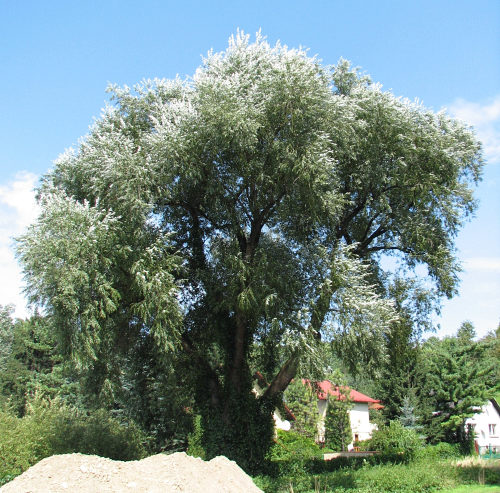 Wierzba biaa - naturalny pokrj