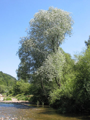 Wierzba biaa na stanowiskach naturalnych