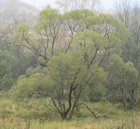 Wierzba krucha - naturalny pokrj